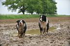 2 Border Collies