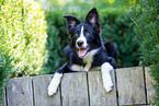 liegender Border Collie