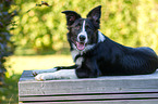 liegender Border Collie