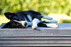 liegender Border Collie