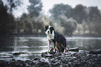 stehender Border Collie