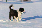 junger Border Collie im Schnee