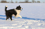 junger Border Collie im Schnee