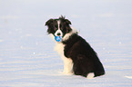 junger Border Collie im Schnee