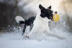 spielender Border Collie