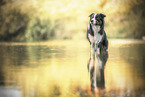 Border Collie im Wasser