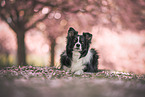 Border Collie in der Kirschblte