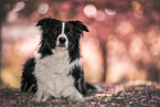 Border Collie in der Kirschblte