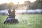 Border Collie htet Schafe