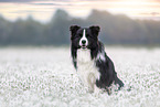 Border Collie Rde