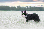 Border Collie Rde