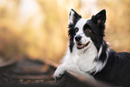 Border Collie Hndin