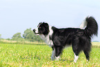 schwarz-weier Border Collie