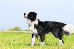 schwarz-weier Border Collie