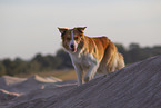 Border Collie