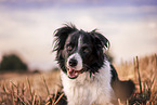 Border Collie Hndin