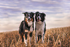 2 Border Collies