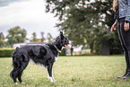 Border Collie Rde