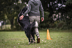 Border Collie Rde