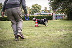 Border Collie Rde