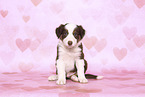 Border Collie Welpe