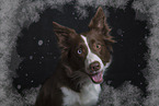 Border Collie Portrait