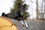 Border Collie