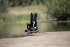 Border Collie