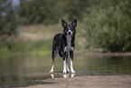 Border Collie