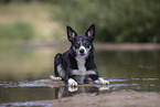 Border Collie