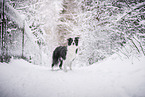 Border Collie