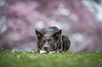 Border Collie