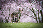 Border Collies