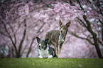 Border Collies