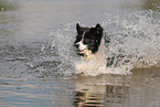 schwarz-weier Border Collie