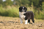 Border Collie Welpe