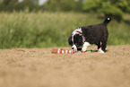 Border Collie Welpe