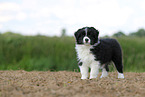 Border Collie Welpe