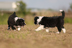 Border Collie Welpe