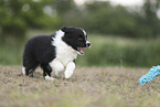 Border Collie Welpe