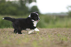 Border Collie Welpe