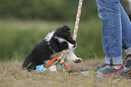 Border Collie Welpe