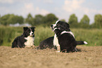 Border Collie Welpe