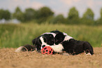 Border Collie Welpe