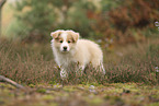 Border Collie Welpe