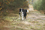 schwarz-weier Border Collie