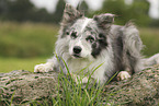 blue-merle Border Collie