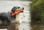 blue-merle Border Collie