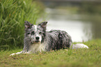 blue-merle Border Collie