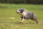 blue-merle Border Collie